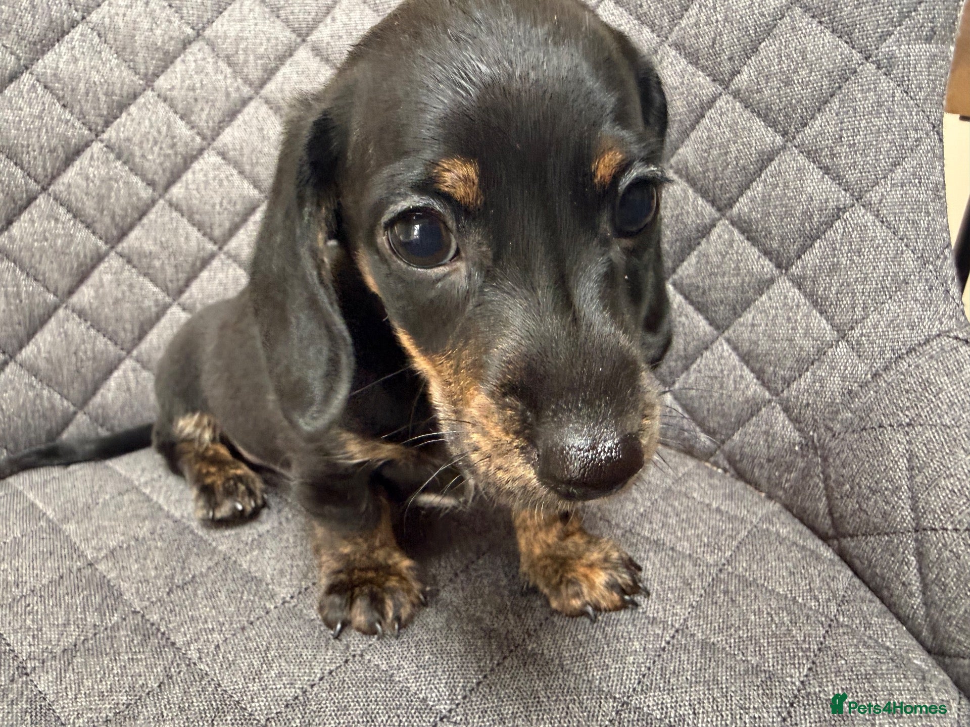 Miniature Dachshund dogs Mini smooth Dachshunds.KC,PRA & BVA clear parents  - Advert 9