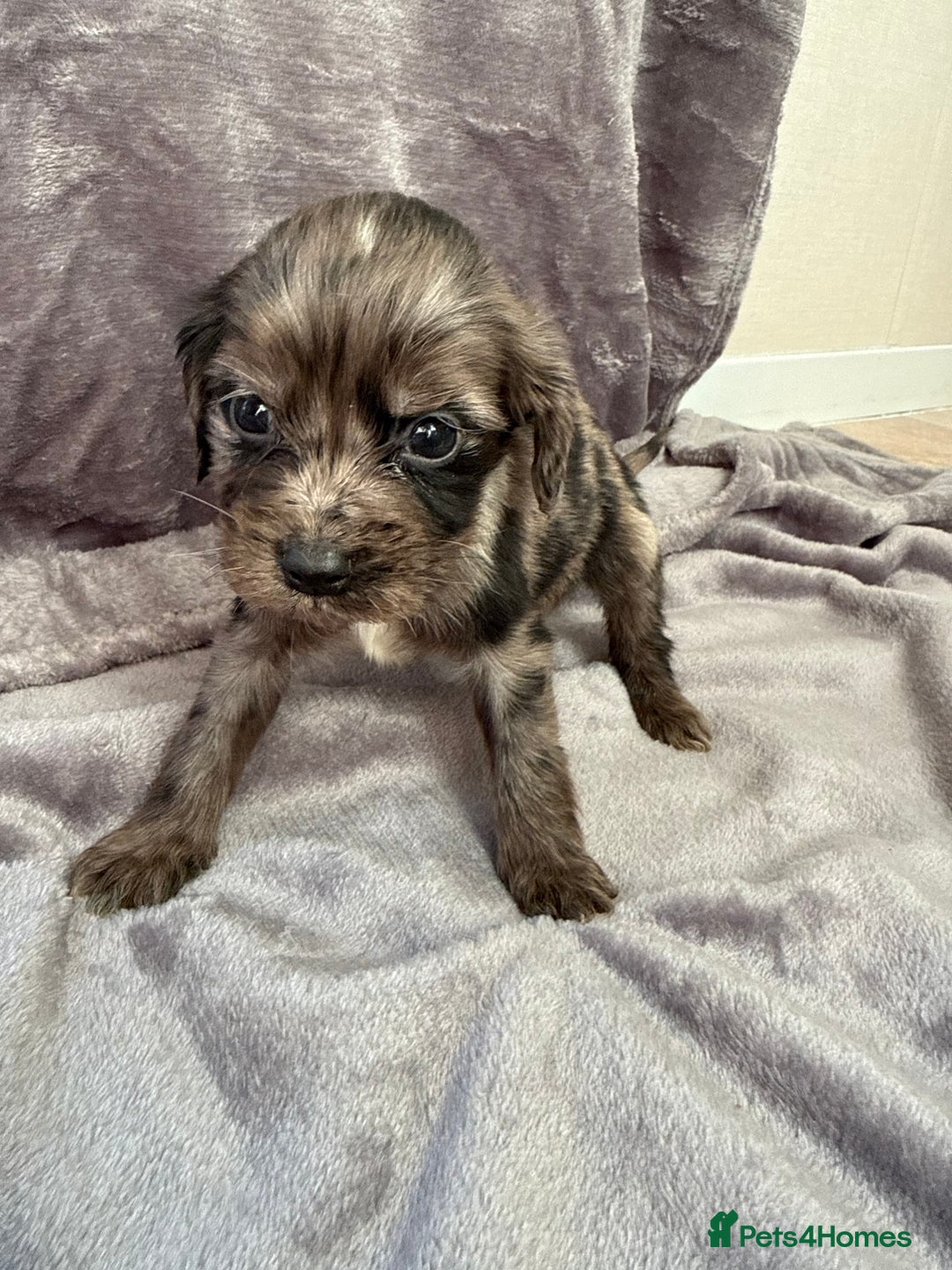 Cocker Spaniel dogs for sale: Cocker spaniel pups  - Advert 12