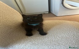 Maine Coon cats for sale: Maine coon cross  - Image 5