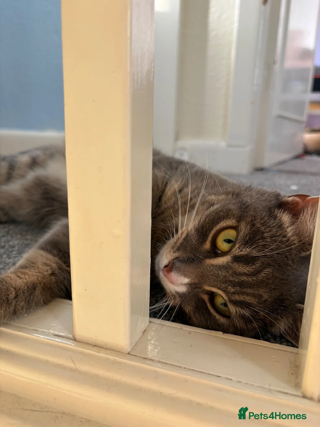 Mixed Breed cats for sale: Bella  in Crewe - Advert 3
