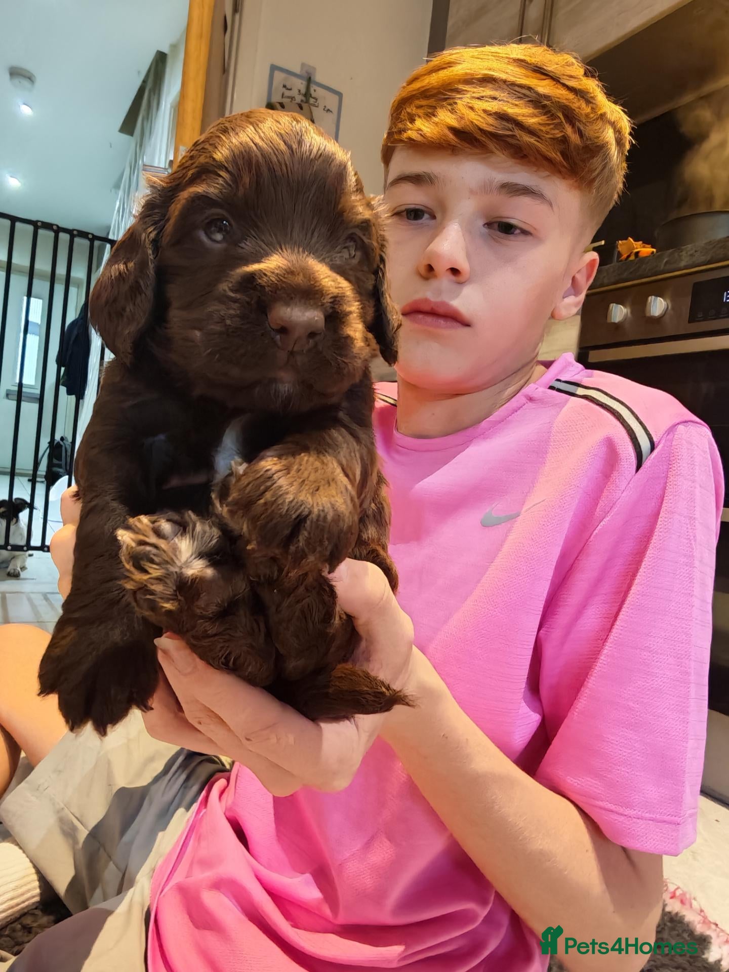 Cocker Spaniel dogs Chocolate Cocker spaniel pups - Advert 3