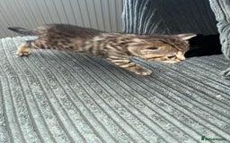 Mixed Breed cats for sale: Cute kittens awaiting a loving forever home  - Image 18