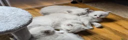 Siberian cats for sale: 4 Siberian Neva Masquerade kittens for seal - Advert 14