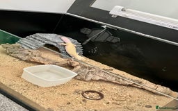 Leopard Gecko reptiles for sale: Albino leopard gecko  - Image 13