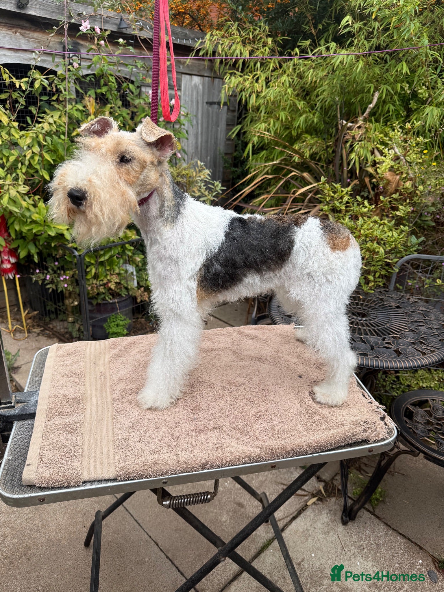 Fox Terrier dogs Young adult bitch - Advert 15