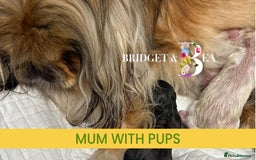 Pekingese dogs for sale: 💙WHITE CREAM BOY💙 - Image 7