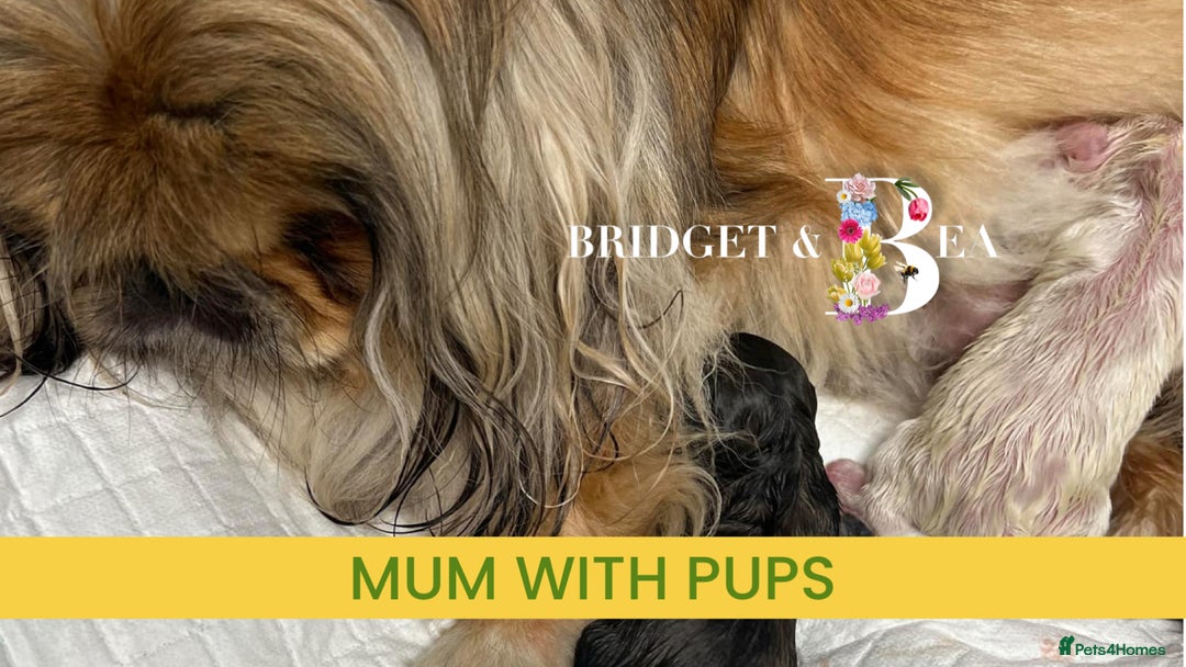 Pekingese dogs for sale: 💙WHITE CREAM BOY💙 - Image 7