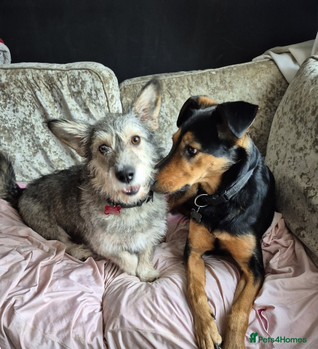 Mixed Breed dogs for adoption: 💙🐶SCRUFFY- A LITTLE LAD WITH A BIG HEART 💙🐶 - Advert 10