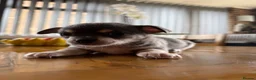 Chihuahua dogs for sale: Stunning Chihuahua Babies in Chatham - Advert 5