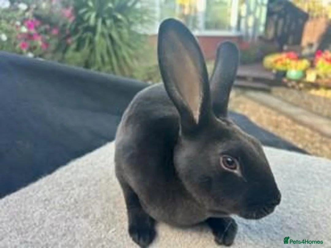 Rex rabbits for sale: Siamese Seal Mini Rex in Dukinfield - Advert 2