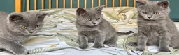 British Shorthair cats for sale: British Shorthair kittens - Advert 9