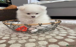 Pomeranian dogs for sale: Lovely Pomeranian - Image 11