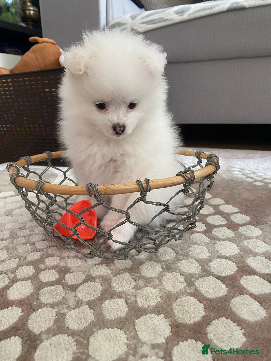 Pomeranian dogs for sale: Lovely Pomeranian - Image 11