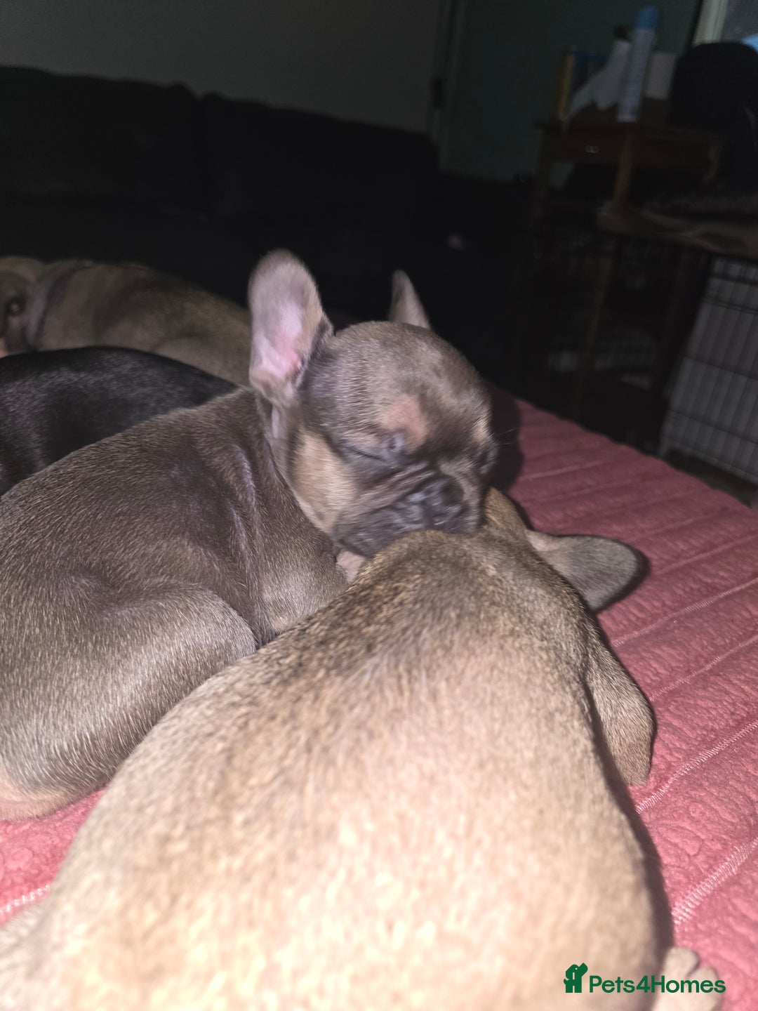 French Bulldog dogs for sale: French bull dog Puppies - Image 14