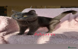 British Shorthair cats for sale: REDUCED!! Pure Breed British Shorthair Kittens - Image 15