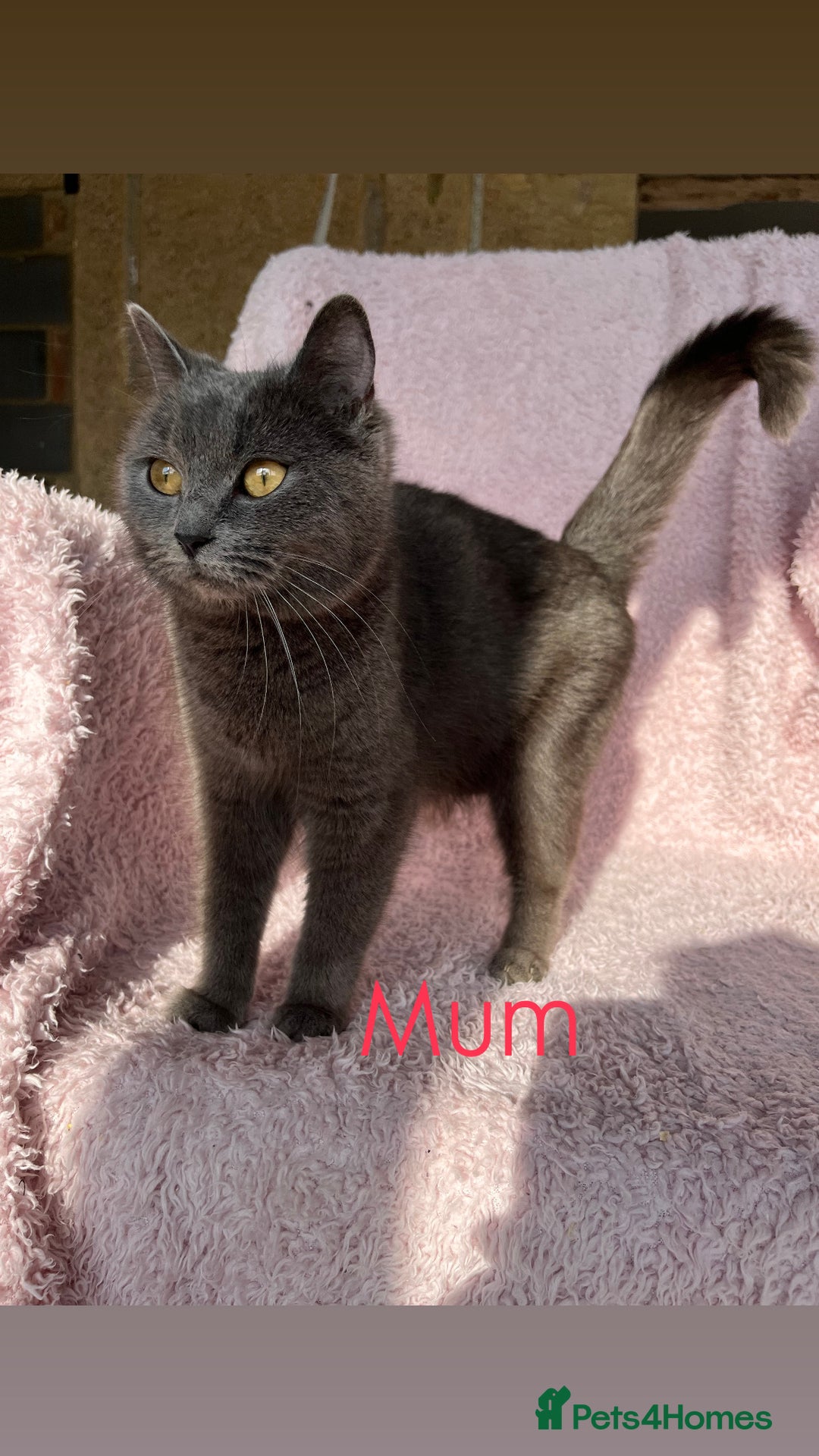 British Shorthair cats for sale: REDUCED!! Pure Breed British Shorthair Kittens - Image 15