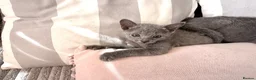 Russian Blue cats for sale: TICA Registered Russian Blue Kittens - Advert 14