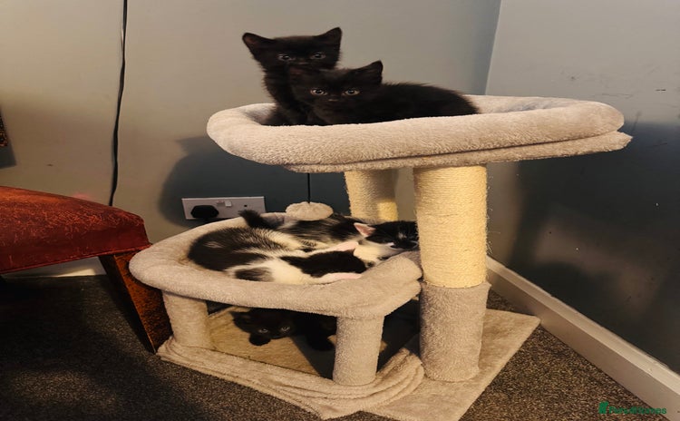 Mixed Breed cats - Advert 2