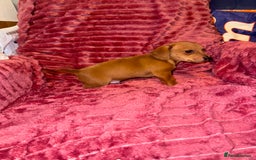 Mixed Breed dogs for sale: Chiweenies for sale - Advert 6