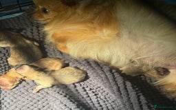 Pomeranian dogs for sale: Pomeranian Puppies BEAUTIFUL Ready Now  - Image 2