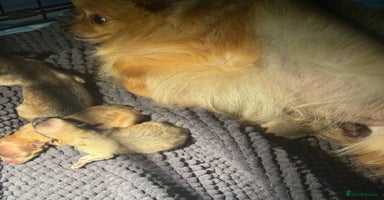 Pomeranian dogs - Advert 13