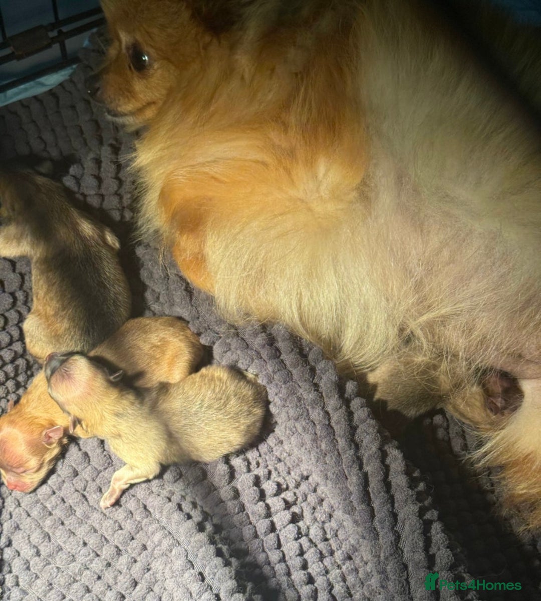 Pomeranian dogs for sale: Pomeranian Puppies BEAUTIFUL Ready Now  - Image 2