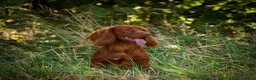 Cocker Spaniel dogs for sale: Quality KC Registered Working Cocker Spaniel Pups - Advert 6