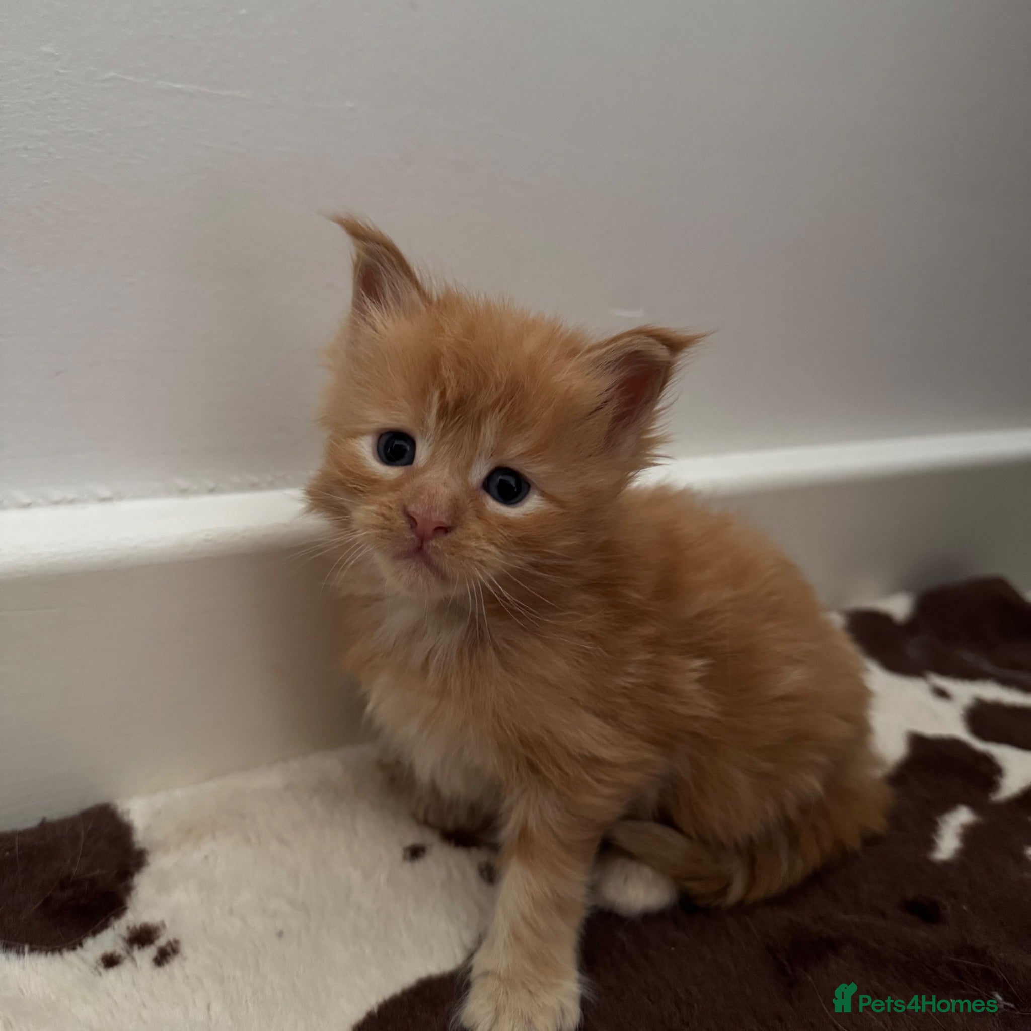 Maine Coon cats Gorgeous Red Maine Coon Kittens  TICA Registered🦁 - Advert 2