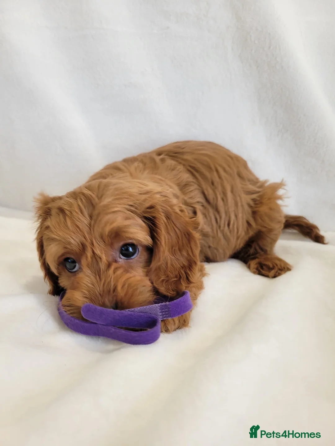 Cavapoo dogs for sale: Fox red stunning cavapoo puppies  - Advert 2