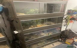 Python Snake reptiles for sale: Royal ball python - Image 15