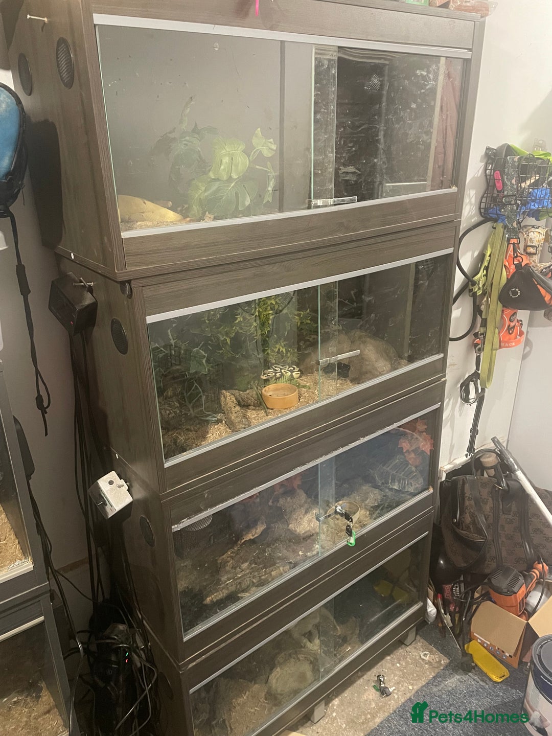 Python Snake reptiles for sale: Royal ball python - Image 15