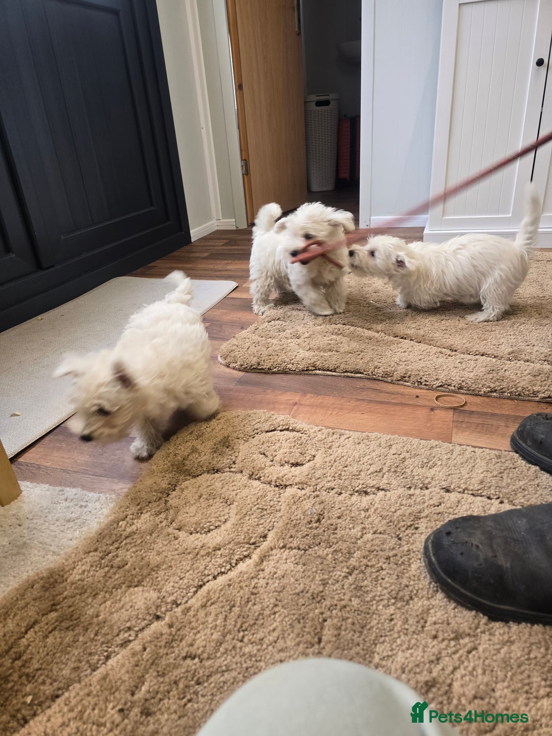 West Highland Terrier dogs for sale: KC REGISTERED WEST HIGHLAND TERRIERS - Image 16
