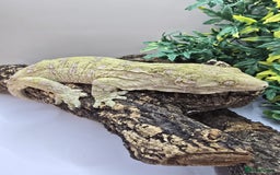 Gecko reptiles for sale: Leachianus & Crested Geckos Adults & Babies  - Advert 2