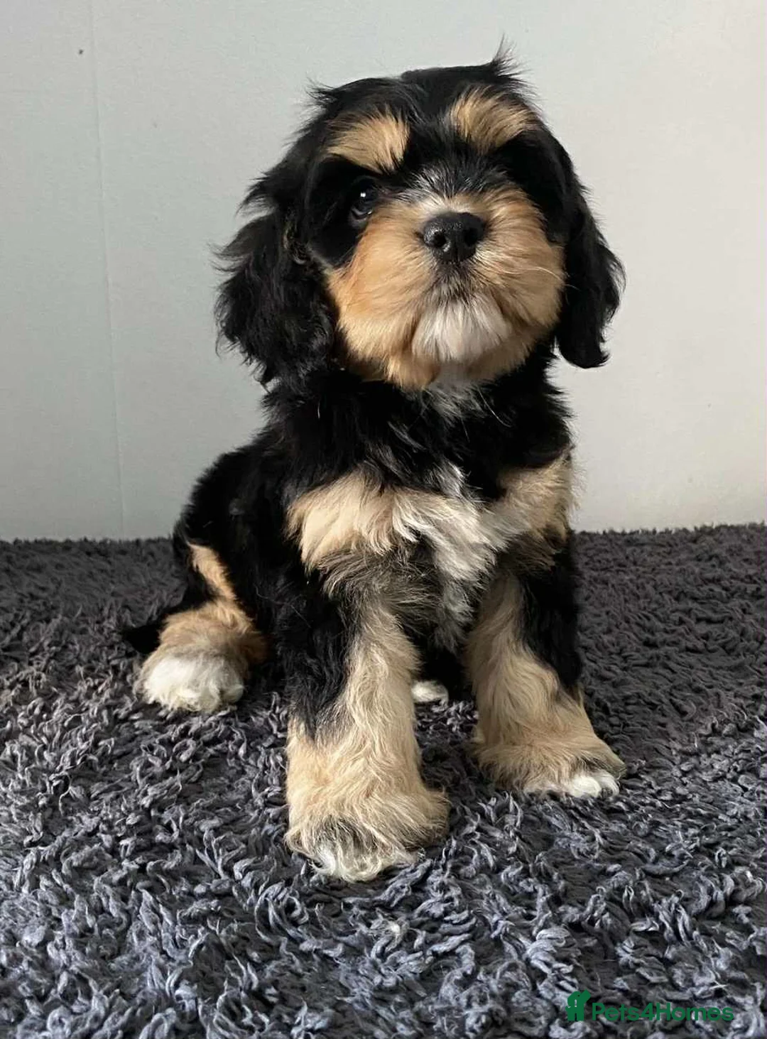 Cockapoo dogs for stud: unique and beautiful f3 american cockapoo stud - Advert 24