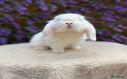Mini Lop rabbits for sale: Mini lop sibling pair  - Image 1