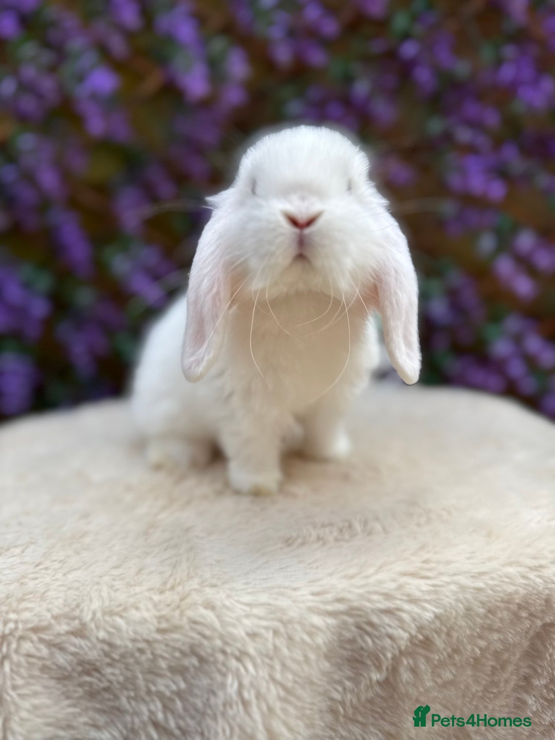 Mini Lop rabbits for sale: Mini lop sibling pair  - Image 1