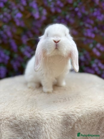 Mini Lop rabbits - Advert 2