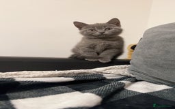 British Shorthair cats for sale: 🐾 Adorable British Shorthair Blue Kittens 🐾 - Image 21