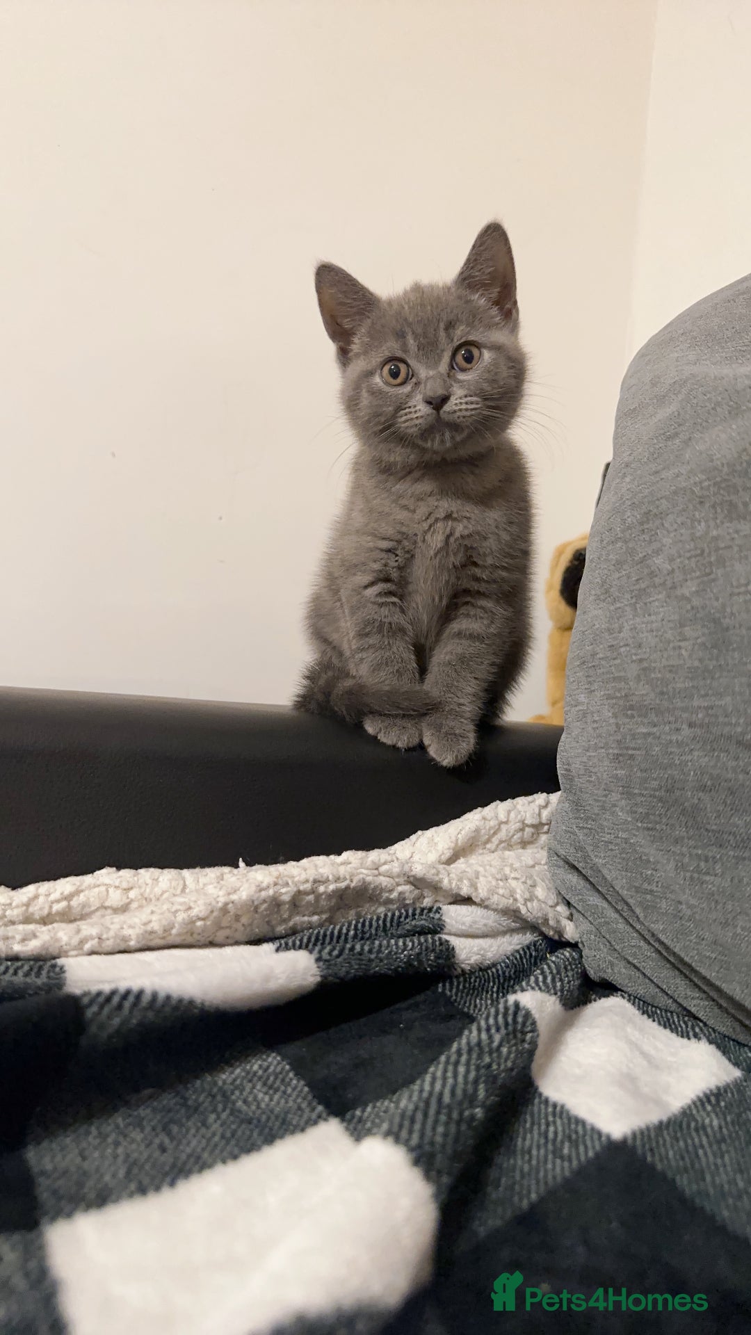 British Shorthair cats for sale: 🐾 Adorable British Shorthair Blue Kittens 🐾 - Image 21