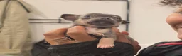 Chihuahua dogs for sale: Chihuahua Blue Tri. 1 Boy 1 Girl   - Advert 11