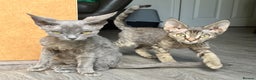 Devon Rex cats for sale: GCCF registered - Devon Rex Kittens - Advert 15
