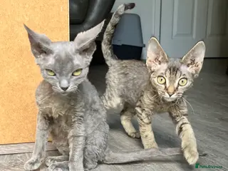 Devon Rex cats GCCF registered - Devon Rex Kittens - Advert 5