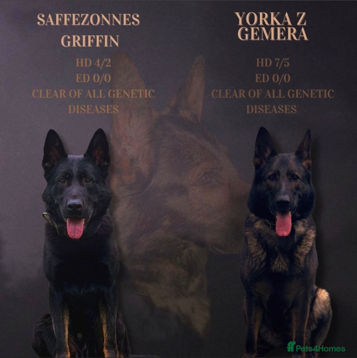 German Shepherd dogs ELITE WORKING LINE PEDIGREE  - Advert 1