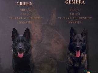 German Shepherd dogs ELITE WORKING LINE PEDIGREE - Advert 1
