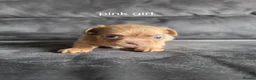 Chihuahua dogs for sale: 4 beauitful chihuahua puppies - Advert 10