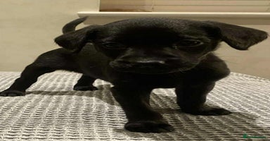 Labrador Retriever dogs - Advert 3