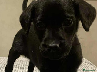 Labrador Retriever dogs - Advert 16