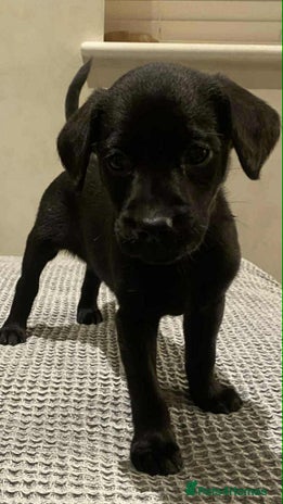 Labrador Retriever dogs - Advert 6