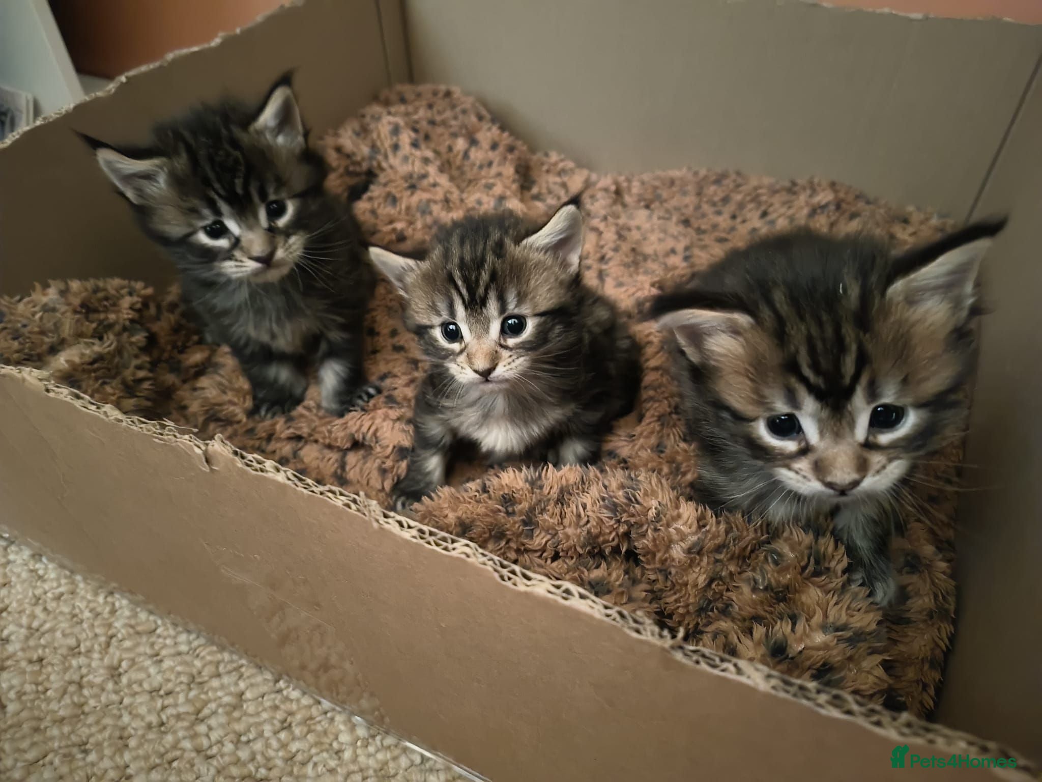 Maine Coon cats 2 maine coon girl kittens for sale - Advert 3