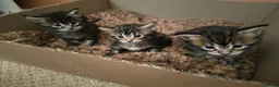 Maine Coon cats for sale: 2 maine coon girl kittens for sale in Paisley - Advert 1